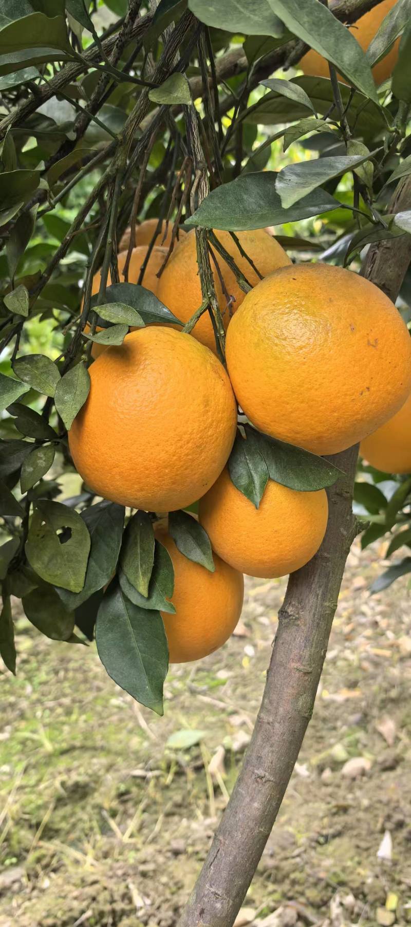 湖南湘西橙子纽荷尔脐橙，颜色火红，口感香甜可口，汁水充足