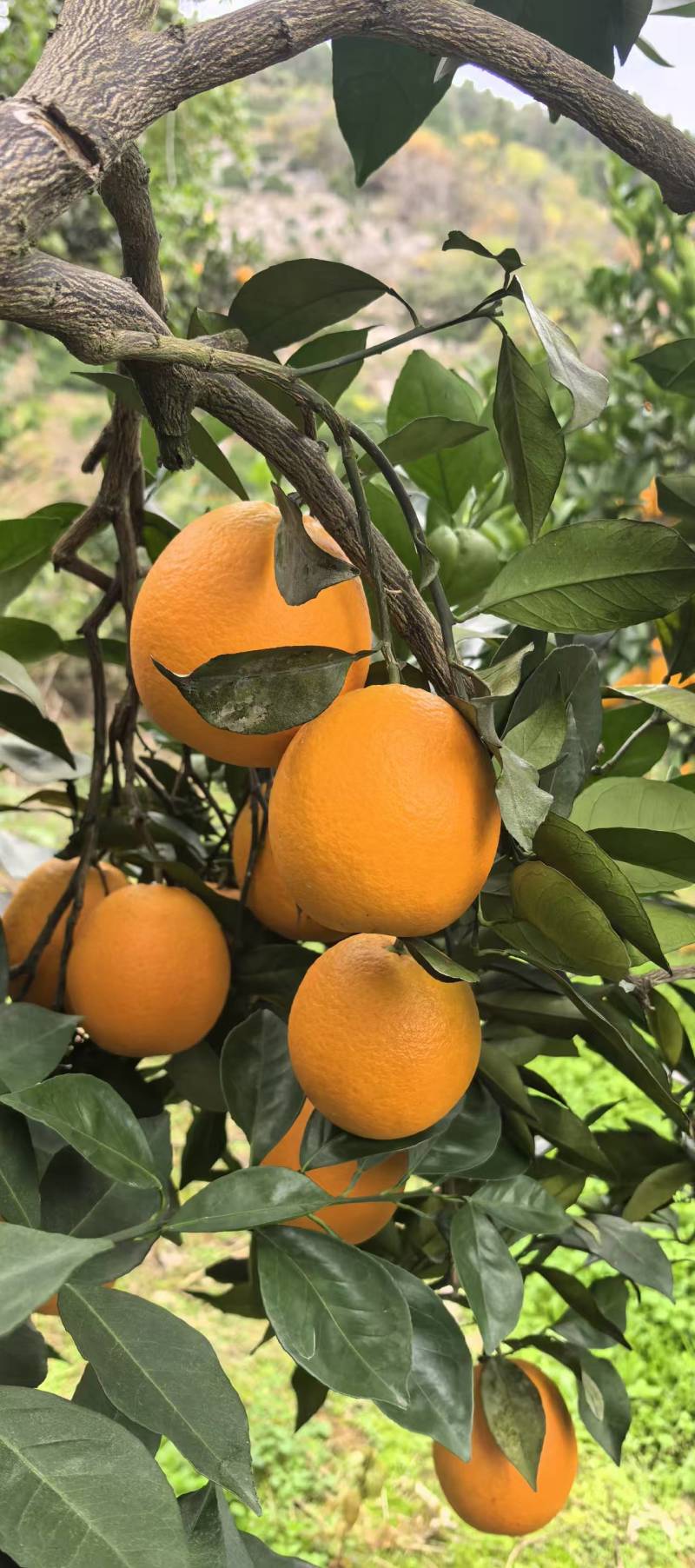 湖南湘西橙子纽荷尔脐橙，颜色火红，口感香甜可口，汁水充足