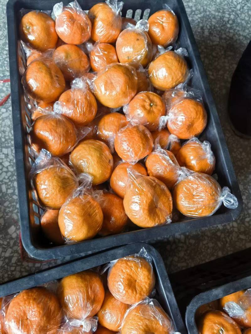 湖南湘西碰柑，果肉脆甜易化渣，大产地直供对接电商，批市场