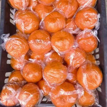 湖南湘西碰柑，果肉脆甜易化渣，大产地直供对接电商，批市场