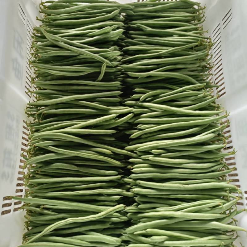 小金豆