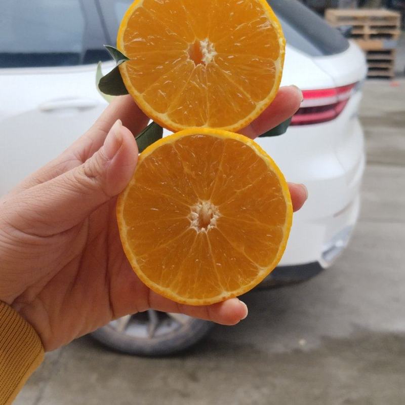 爱媛果冻橙