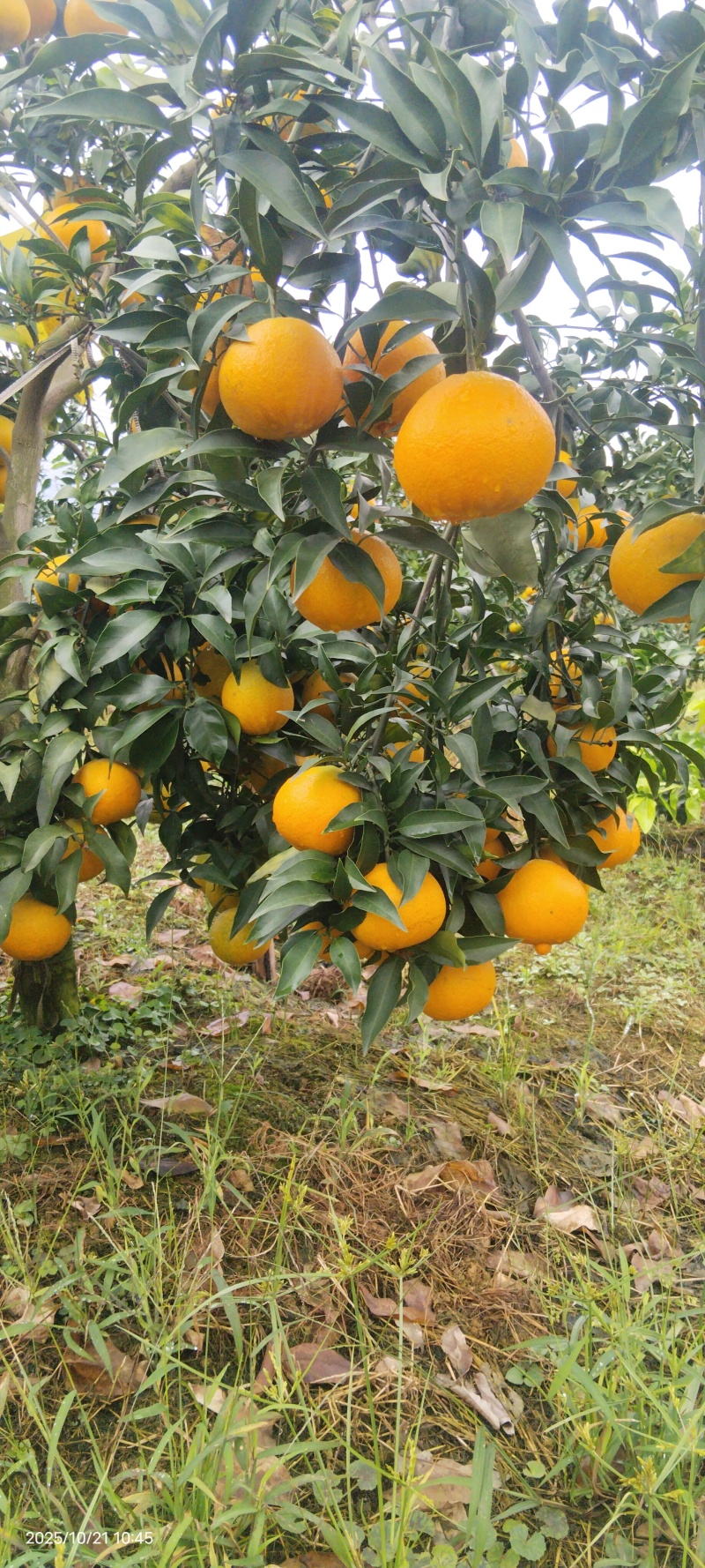 爱媛果冻橙