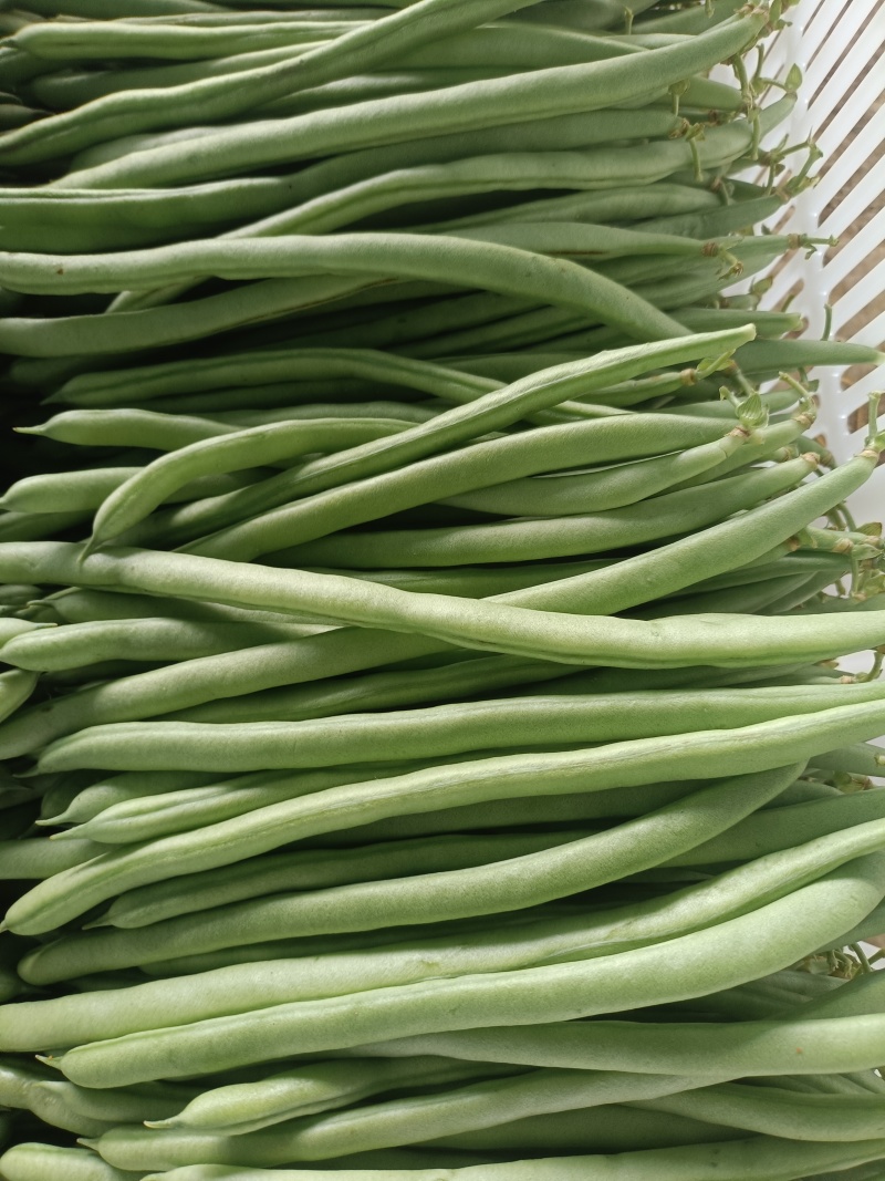 小金豆