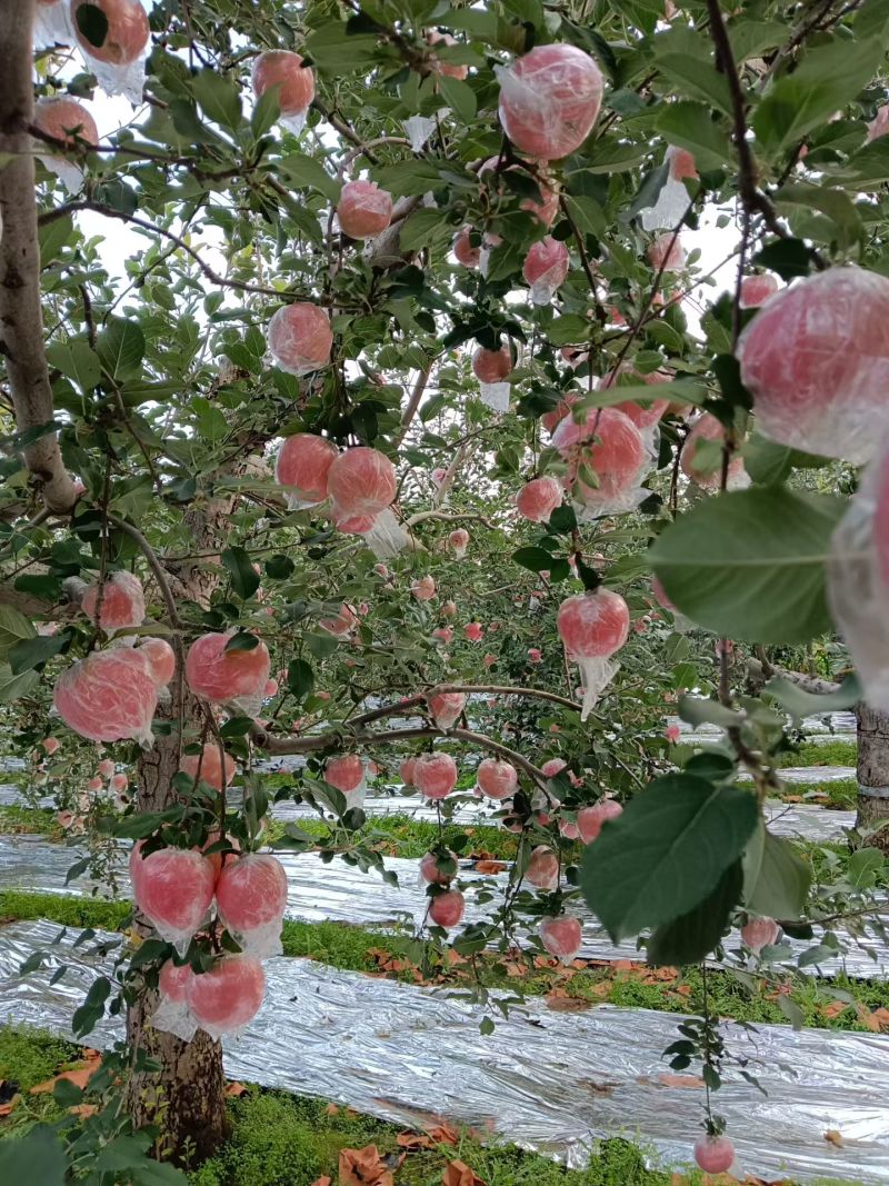 山西省运城市苹果