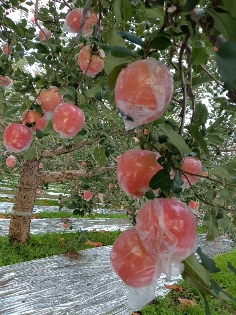 山西省运城市苹果