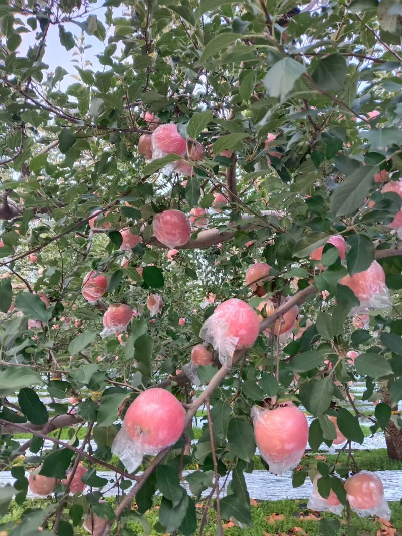 山西省运城市苹果