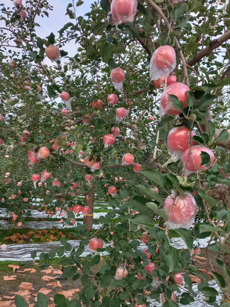 山西省运城市苹果