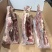 多肉牛腰椎骨