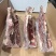 多肉牛腰椎骨