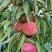 全红冬蜜桃大量上市产区直发