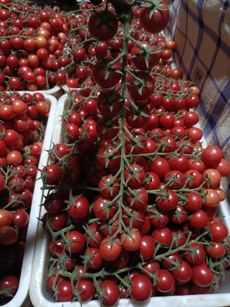 串收小番茄