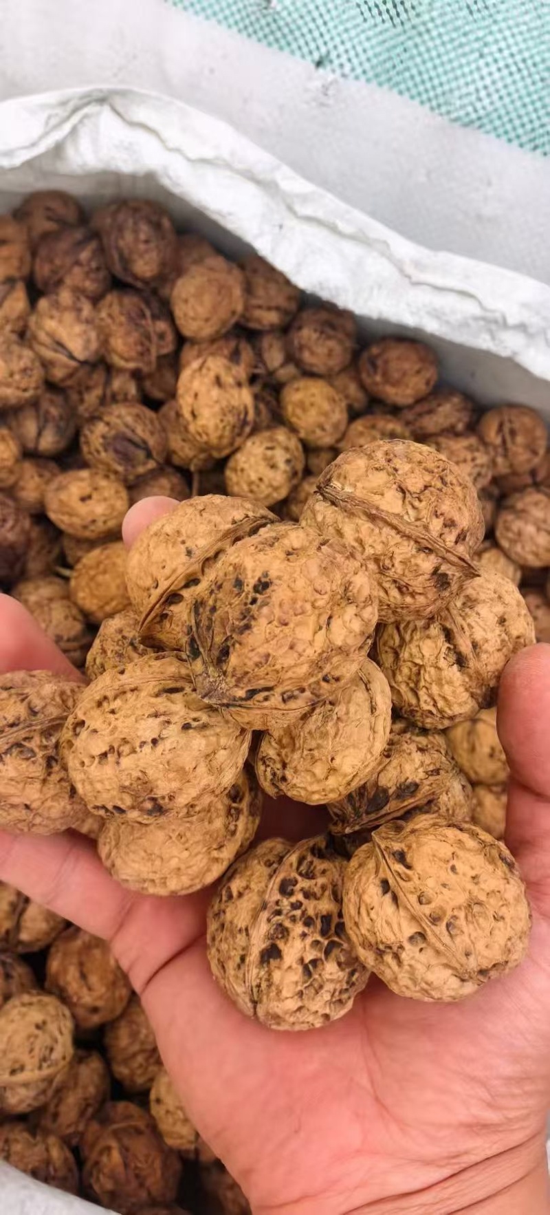 云南新大麻子核桃103185电商代发