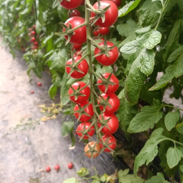 串收小番茄