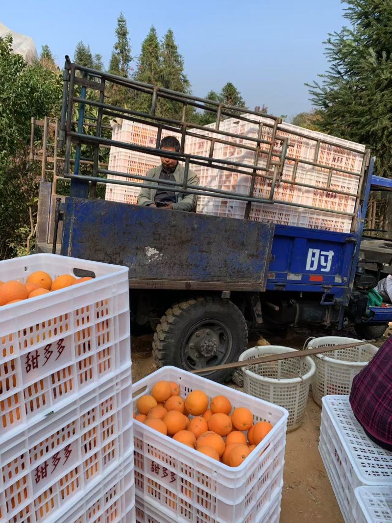江西赣南脐橙，赣州橙子一件代发寻乌产地直发正宗新鲜