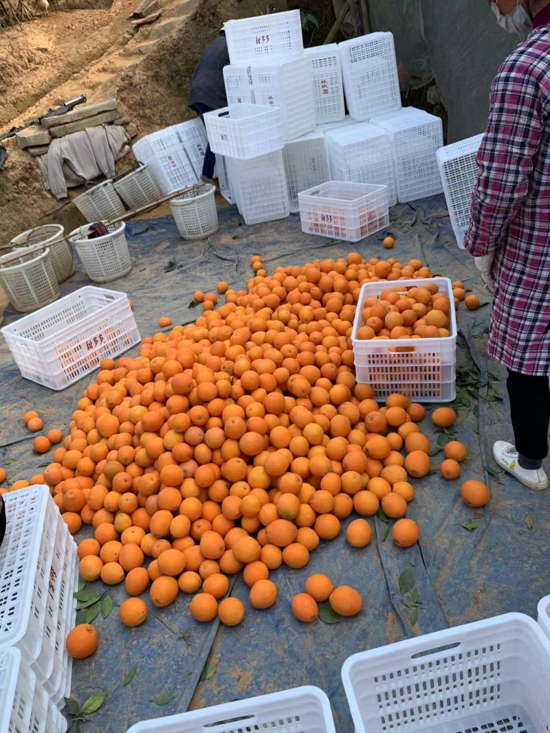 江西赣南脐橙，赣州橙子一件代发寻乌产地直发正宗新鲜