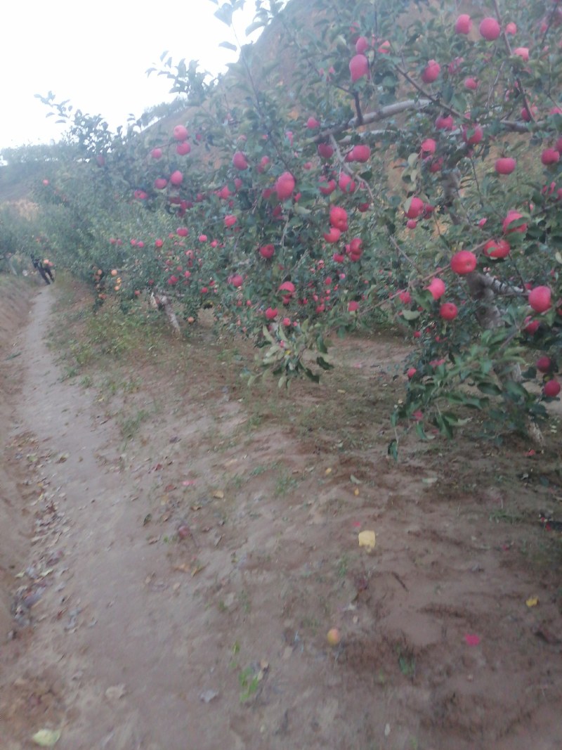 延安市是世界粮农组织公认的苹果优良栽培区，子长市山地果需