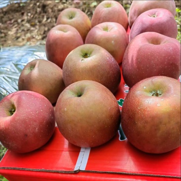 四川凉山精品丑苹果/量大价优/可一件/代发/欢迎咨询