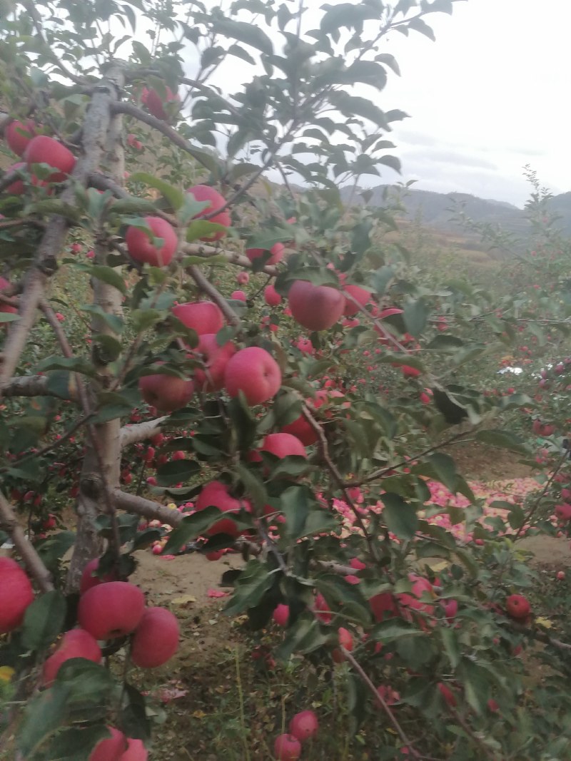 延安市是世界粮农组织公认的苹果优良栽培区，子长市山地果需