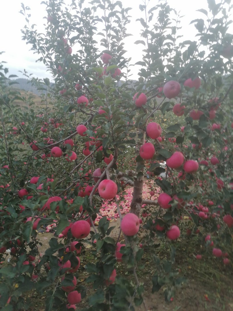 延安市是世界粮农组织公认的苹果优良栽培区，子长市山地果需