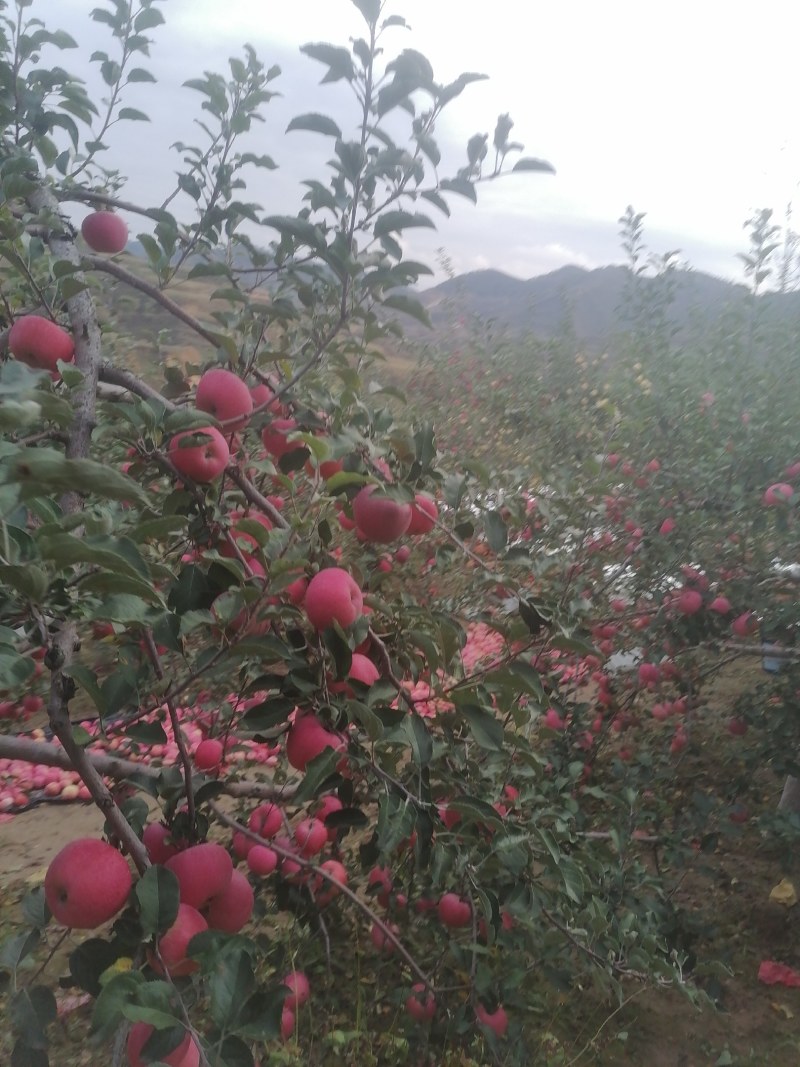 延安市是世界粮农组织公认的苹果优良栽培区，子长市山地果需