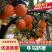 寻乌脐橙10斤35元包邮国家地理标志产品网棚种植