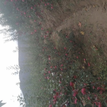延安市是世界粮农组织公认的苹果优良栽培区，子长市山地果需