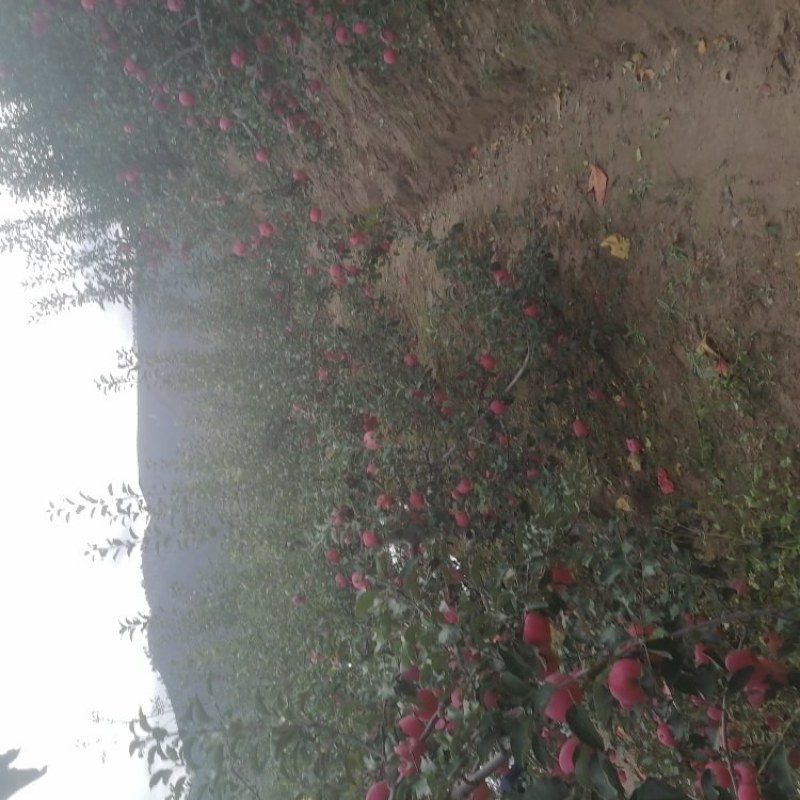 延安市是世界粮农组织公认的苹果优良栽培区，子长市山地果需