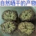 卷柏中药材九死还魂草小卷柏还魂草长生草新货