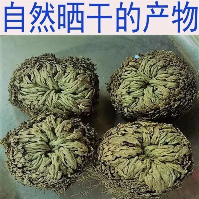 卷柏中药材九死还魂草小卷柏还魂草长生草新货