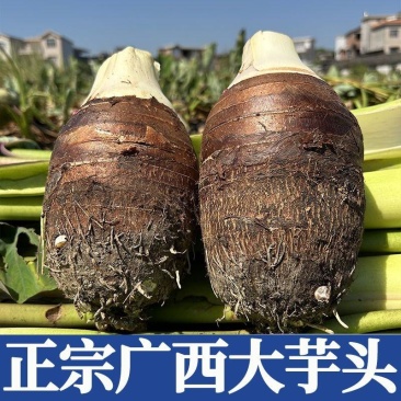 芋头/槟榔芋/广西直发/荔浦芋头/地头批发/代办/代发大疆出