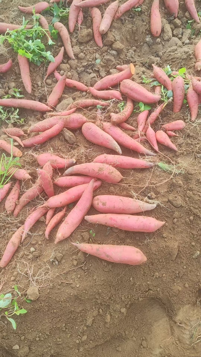 西瓜红红薯大量有货产地直发质量保障价格实惠