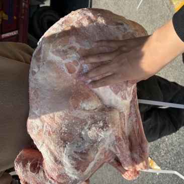 内蒙小全羊，卧式全羊