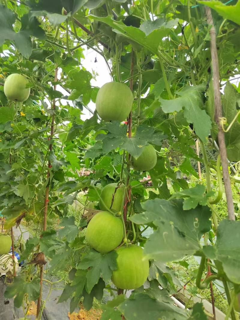 特价小本翠冬瓜，香芋冬瓜产地直供量大可谈