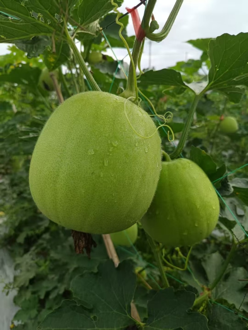 特价小本翠冬瓜，香芋冬瓜产地直供量大可谈
