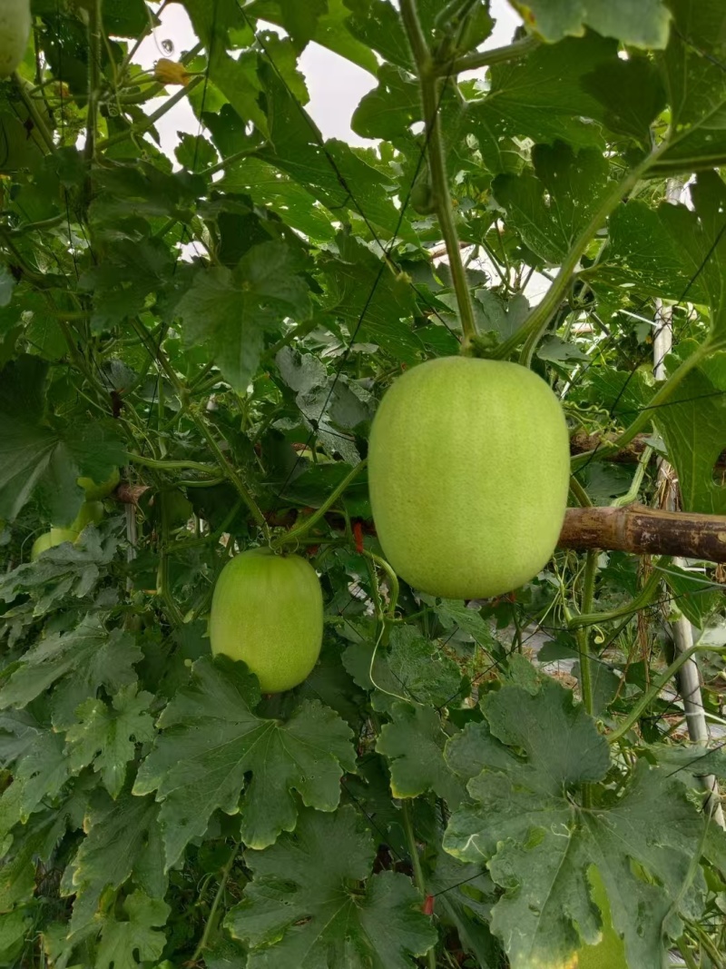 特价小本翠冬瓜，香芋冬瓜产地直供量大可谈