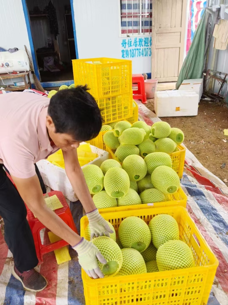 特价小本翠冬瓜，香芋冬瓜产地直供量大可谈