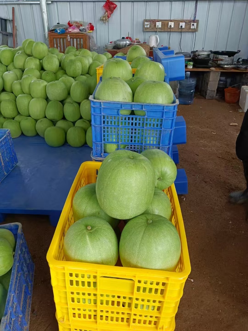 特价小本翠冬瓜，香芋冬瓜产地直供量大可谈