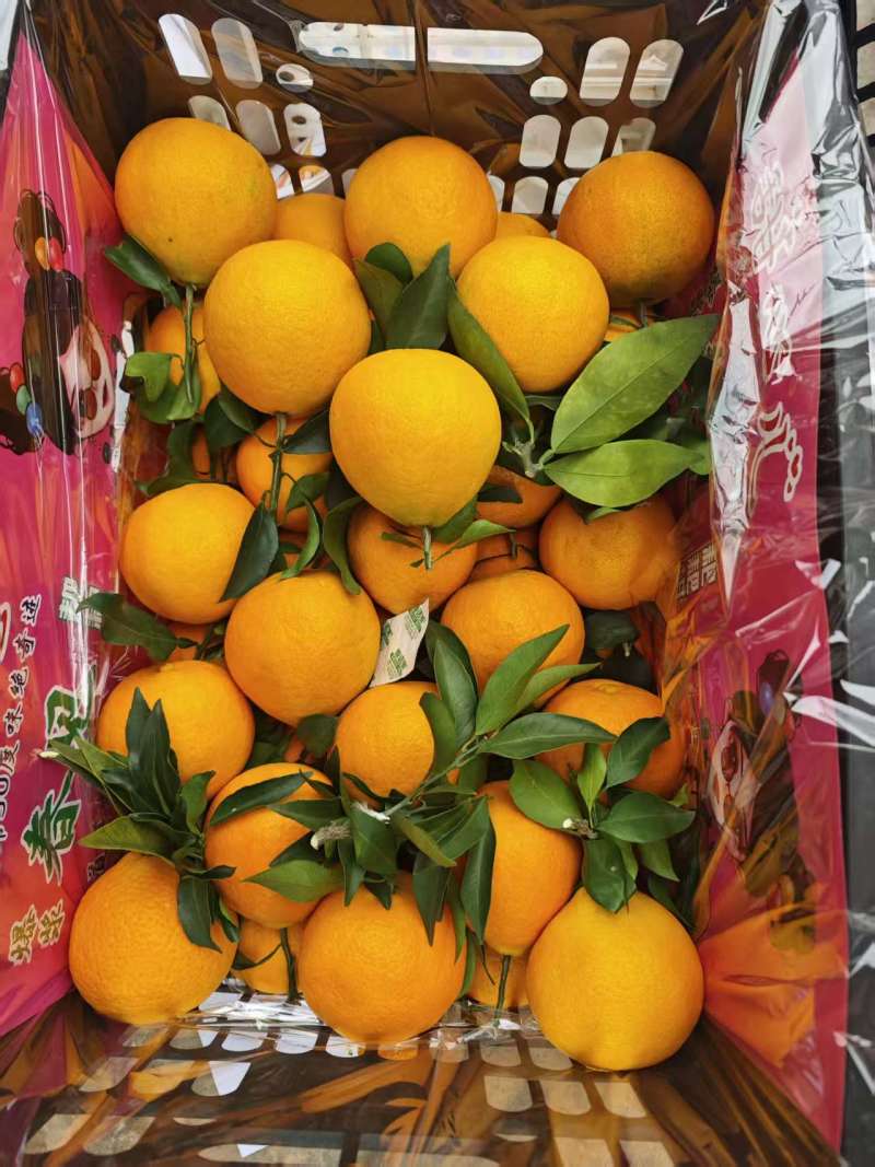 爱媛果冻橙大吨位供应