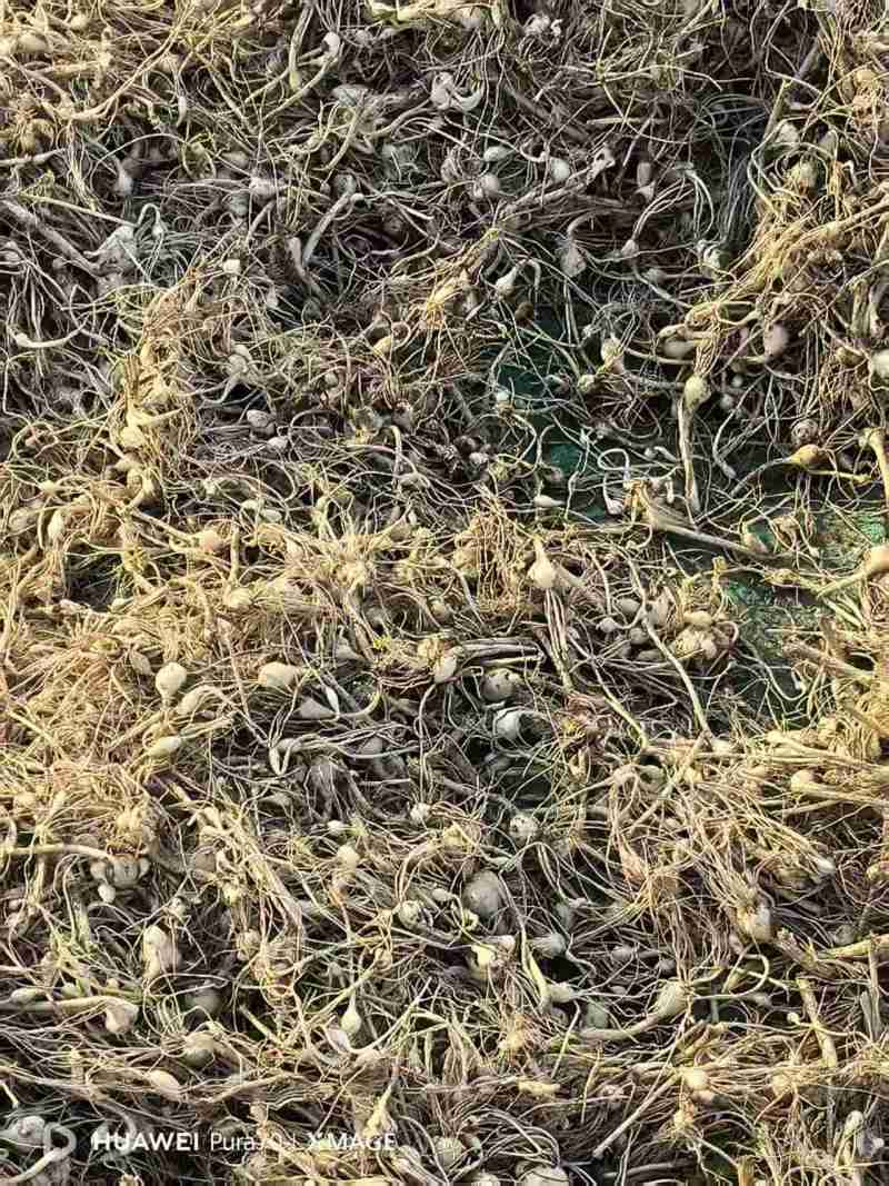 小根蒜