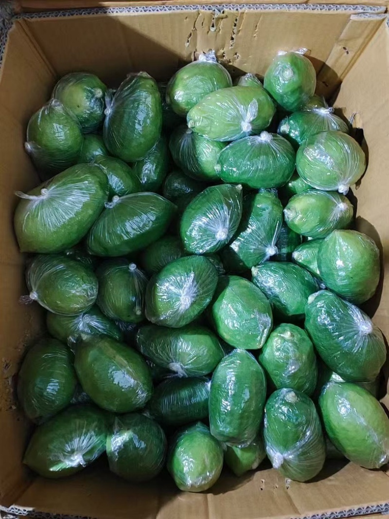 广东香水柠檬品质保证价格美丽欢迎联系一手货源