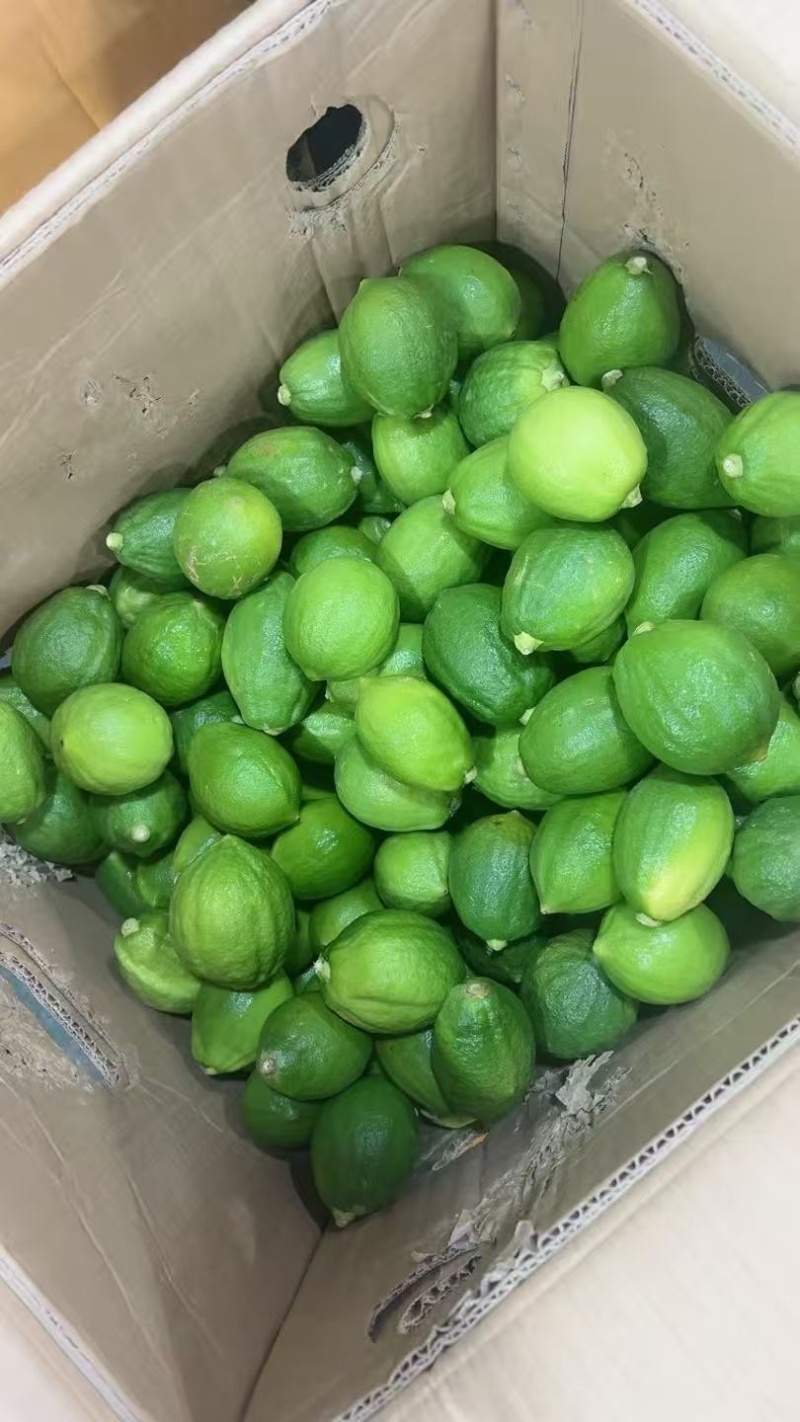 广东香水柠檬品质保证价格美丽欢迎联系一手货源