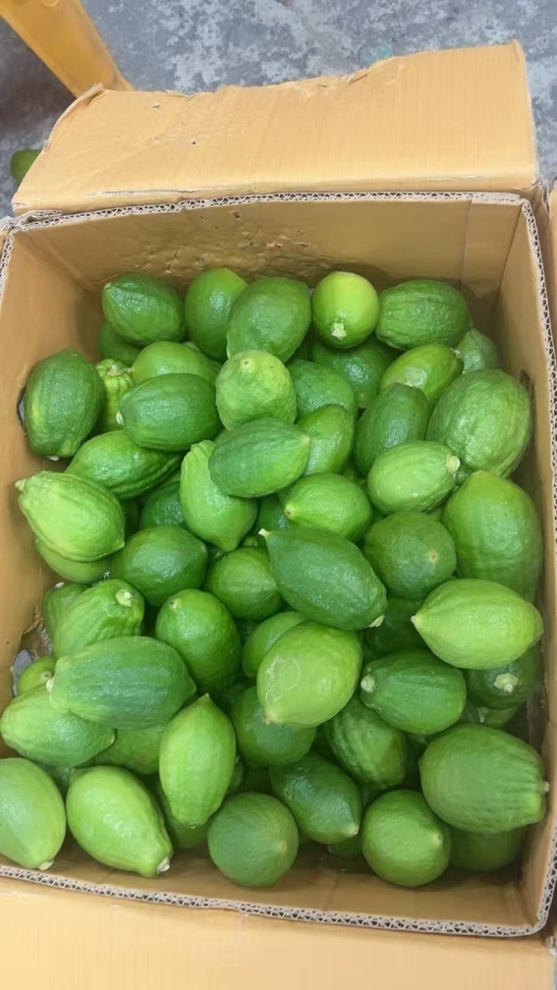 广东香水柠檬品质保证价格美丽欢迎联系一手货源