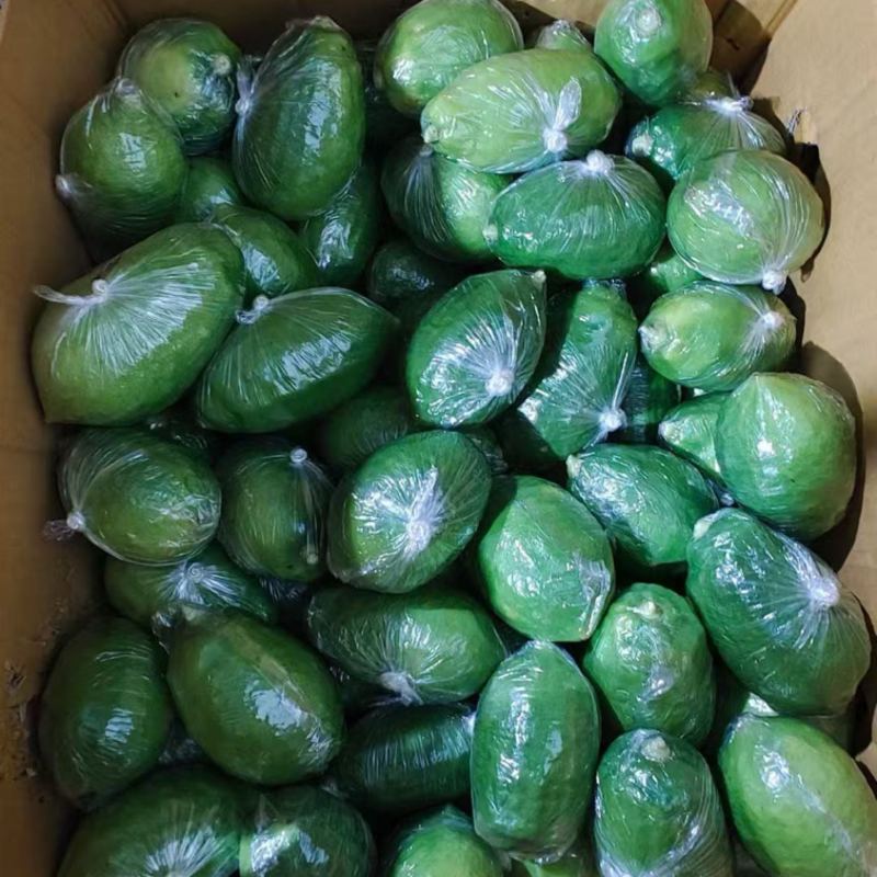 广东香水柠檬品质保证价格美丽欢迎联系一手货源