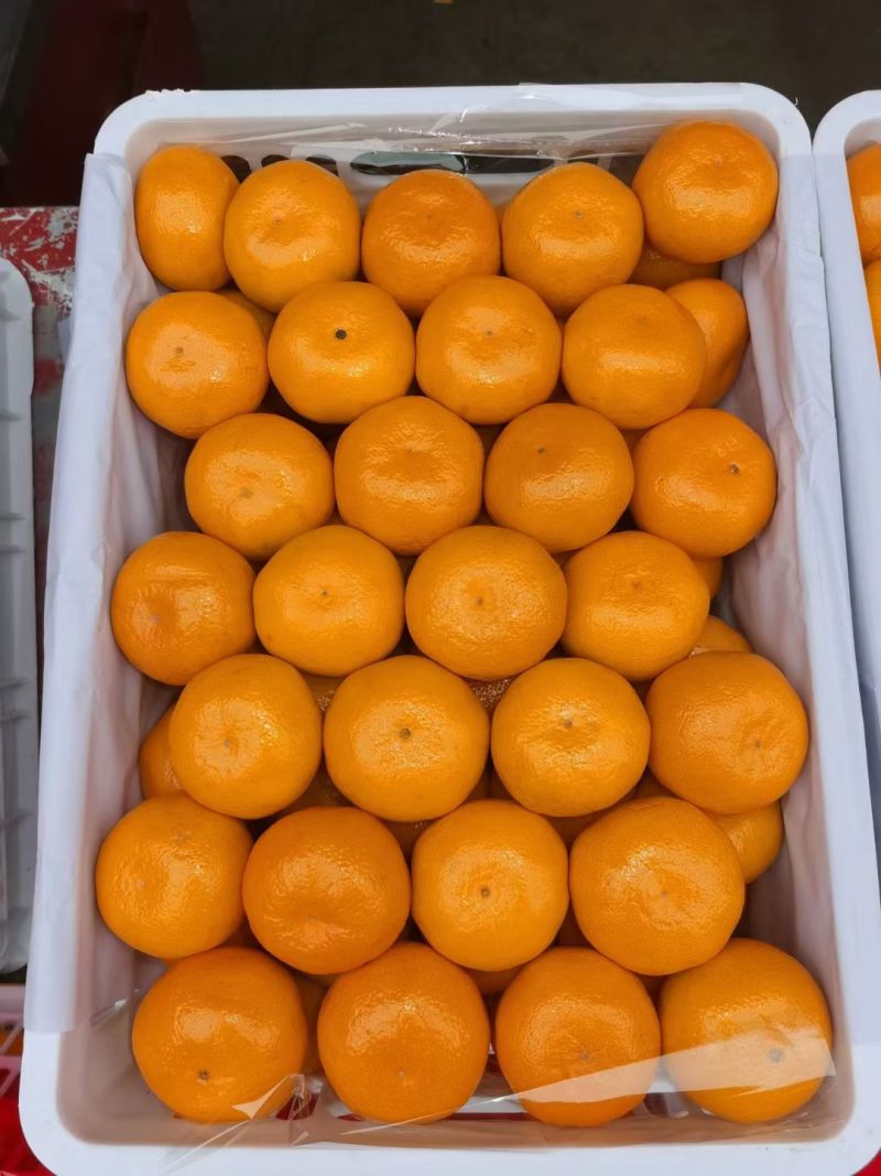 湖北蜜桔，一手货源，对接电商，市场，团购，外贸出口，