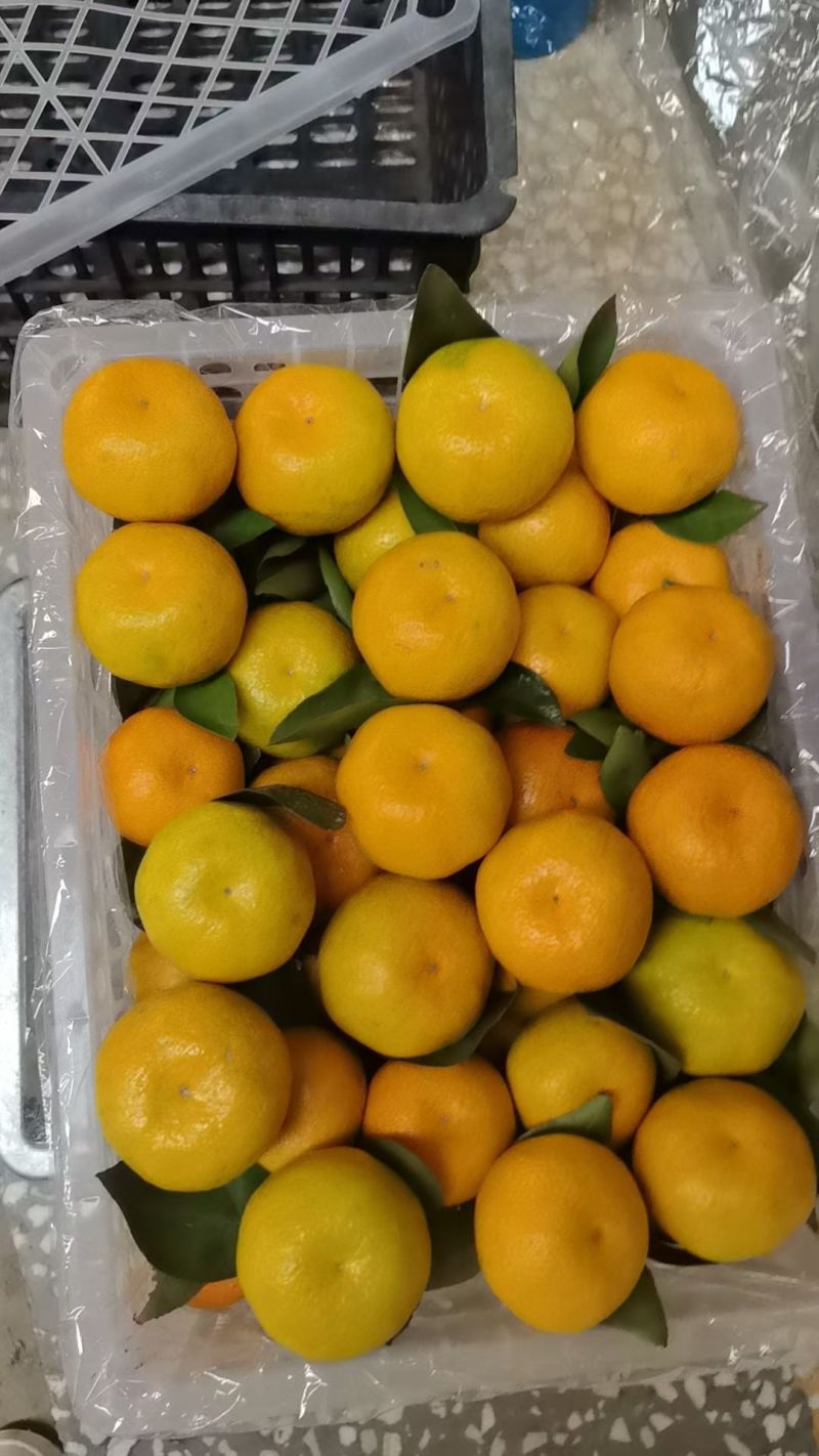 湖北蜜桔，一手货源，对接电商，市场，团购，外贸出口，