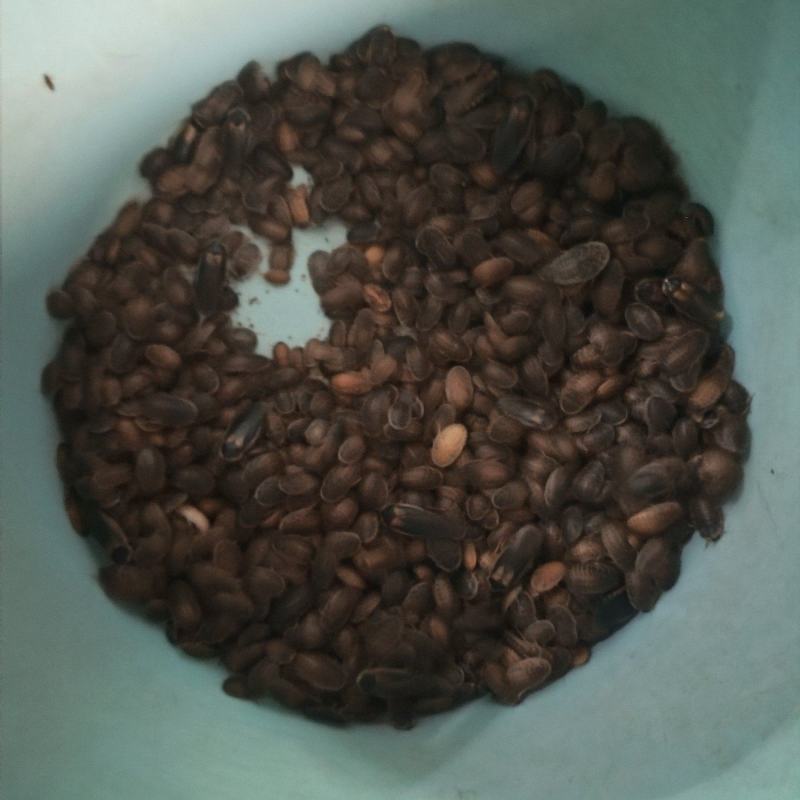 杜比亚