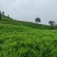 90吨左右生姜，红土，山地，山东二号