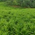 90吨左右生姜，红土，山地，山东二号