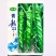 青龙11无限生长型绿色顺直长果型陇椒种子螺旋早中熟钝尖辣